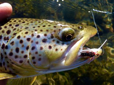spots on a winter brown trout