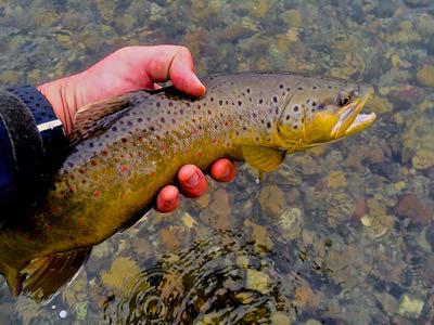 Streamer fishing for wyoming brown trout