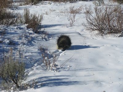 porcupine on the move