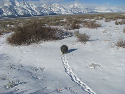 porcupine