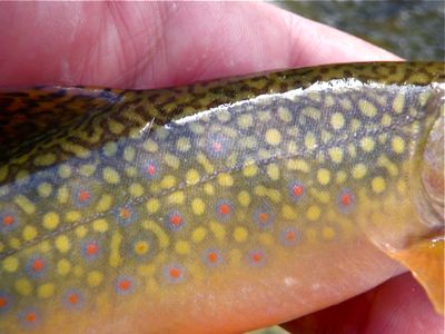 Brook  
trout gem