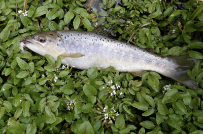 brown   
trout