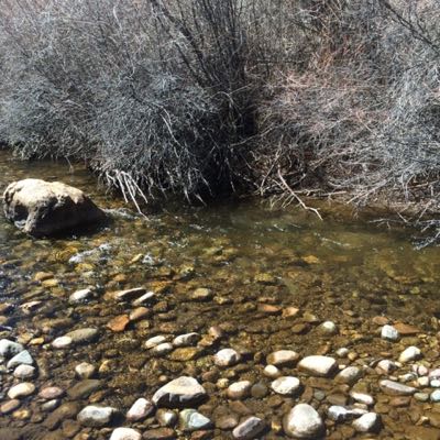 Fishy pocket on a wyoming small stream