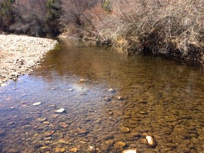 Slow pool with wyoming trout