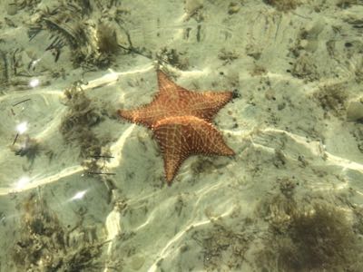 starfish