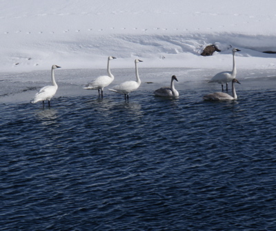 swans on river