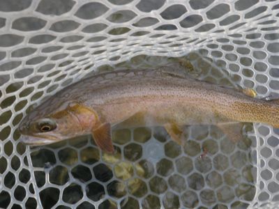A  
winter cutthroat trout