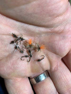 mid-winter midges