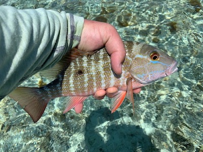 mutton snapper