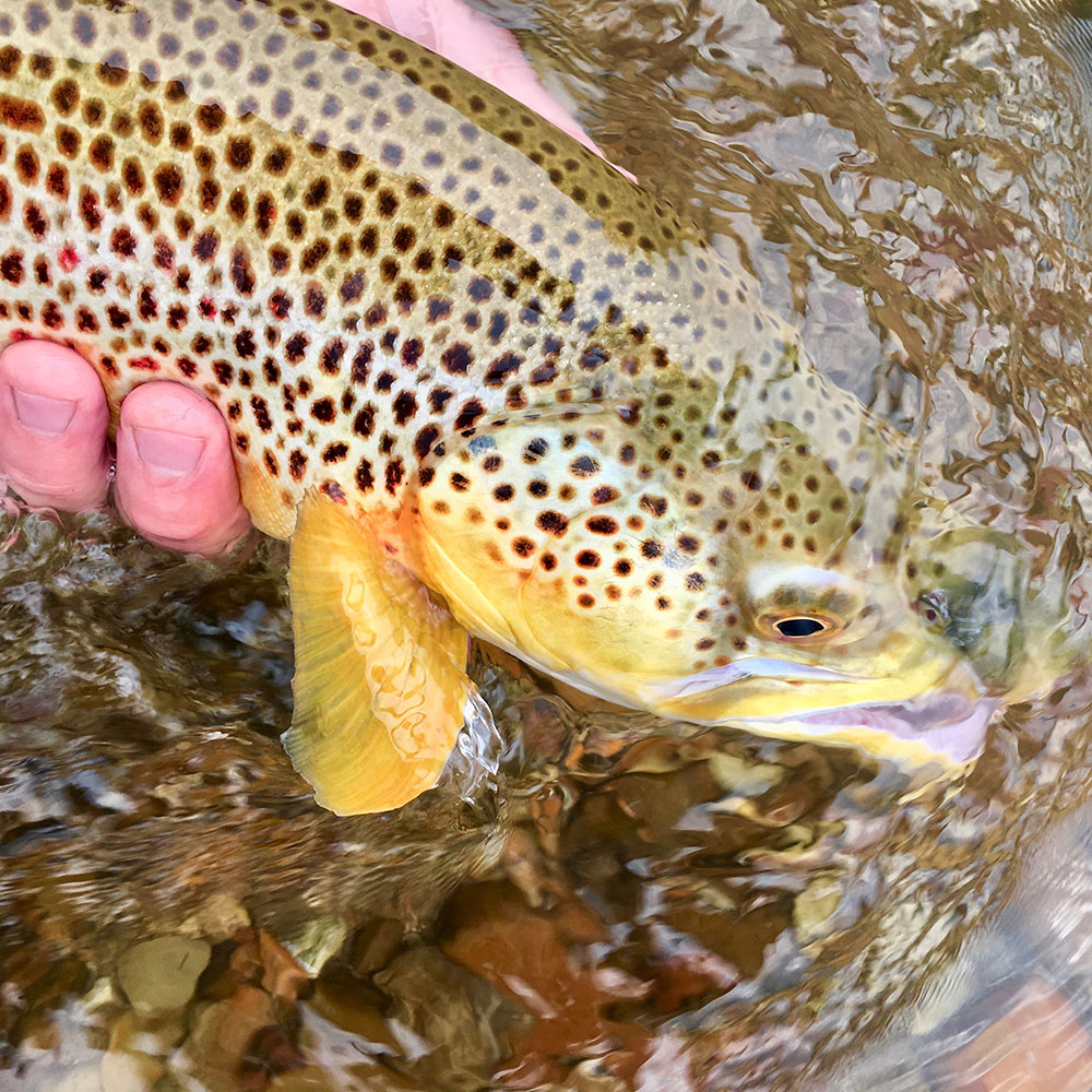 Green River Brown Trout