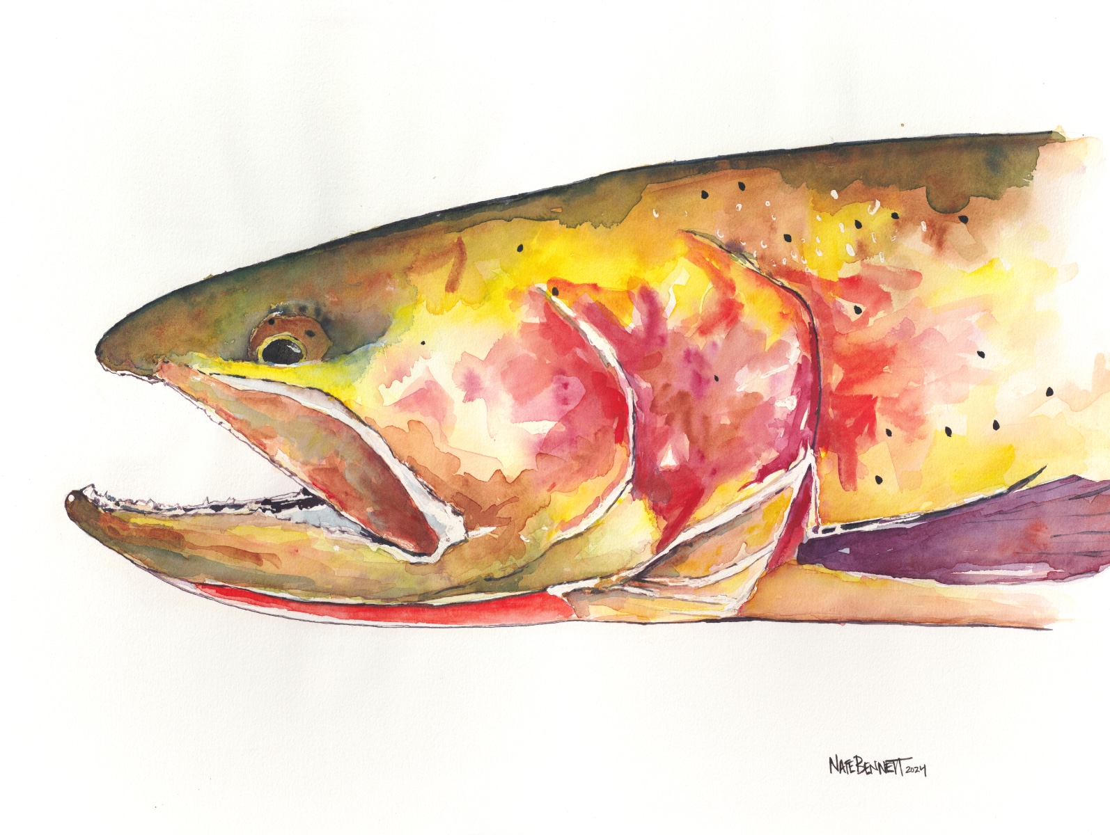 Mr. Cutthroat 14x24" watercolor on paper by Nate Bennett