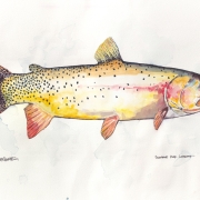 Yellowstone River Cutt 14x24" watercolor on paper by Nate Bennett