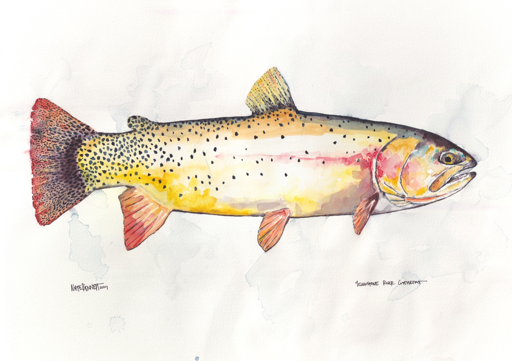 Yellowstone River Cutt 14x24" watercolor on paper by Nate Bennett