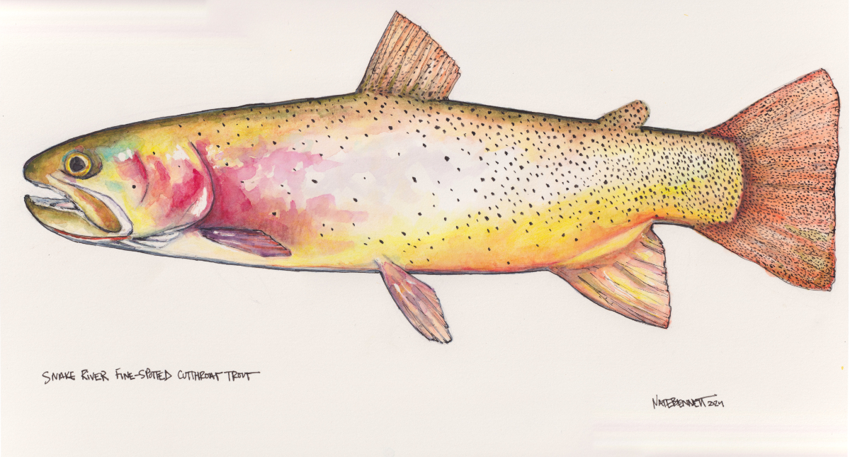 Pencil Cutt 11x14" watercolor pencil and ink on paper by Nate Bennett