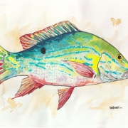 Snapper You Bet 14x24" watercolor on paper by Nate Bennett