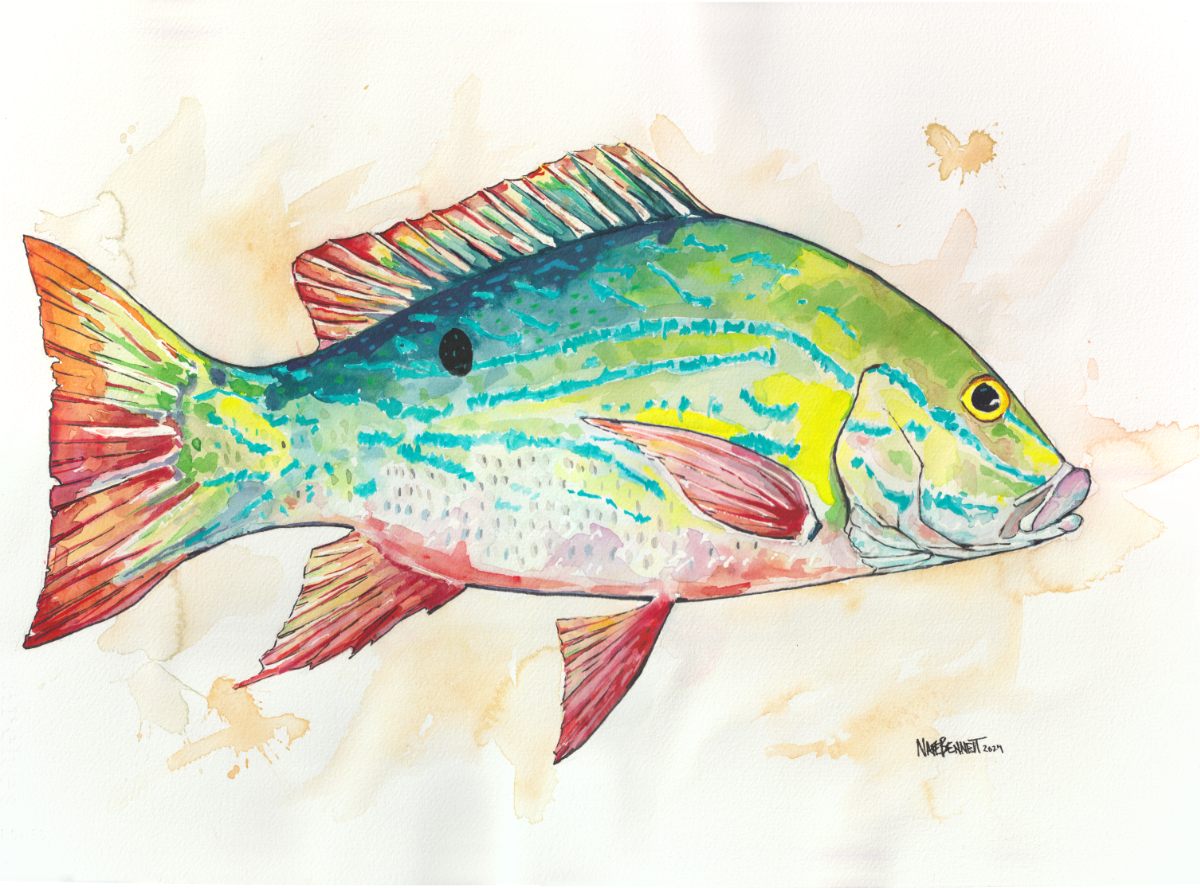 Snapper You Bet 14x24" watercolor on paper by Nate Bennett