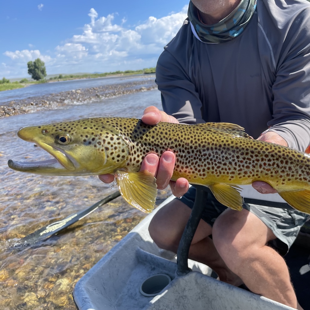 Brown Trout from Teton Fly Fishing guided fly fishing trip