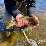 A brown trout caught fly fishing on the Firehole River in Yellowstone Park